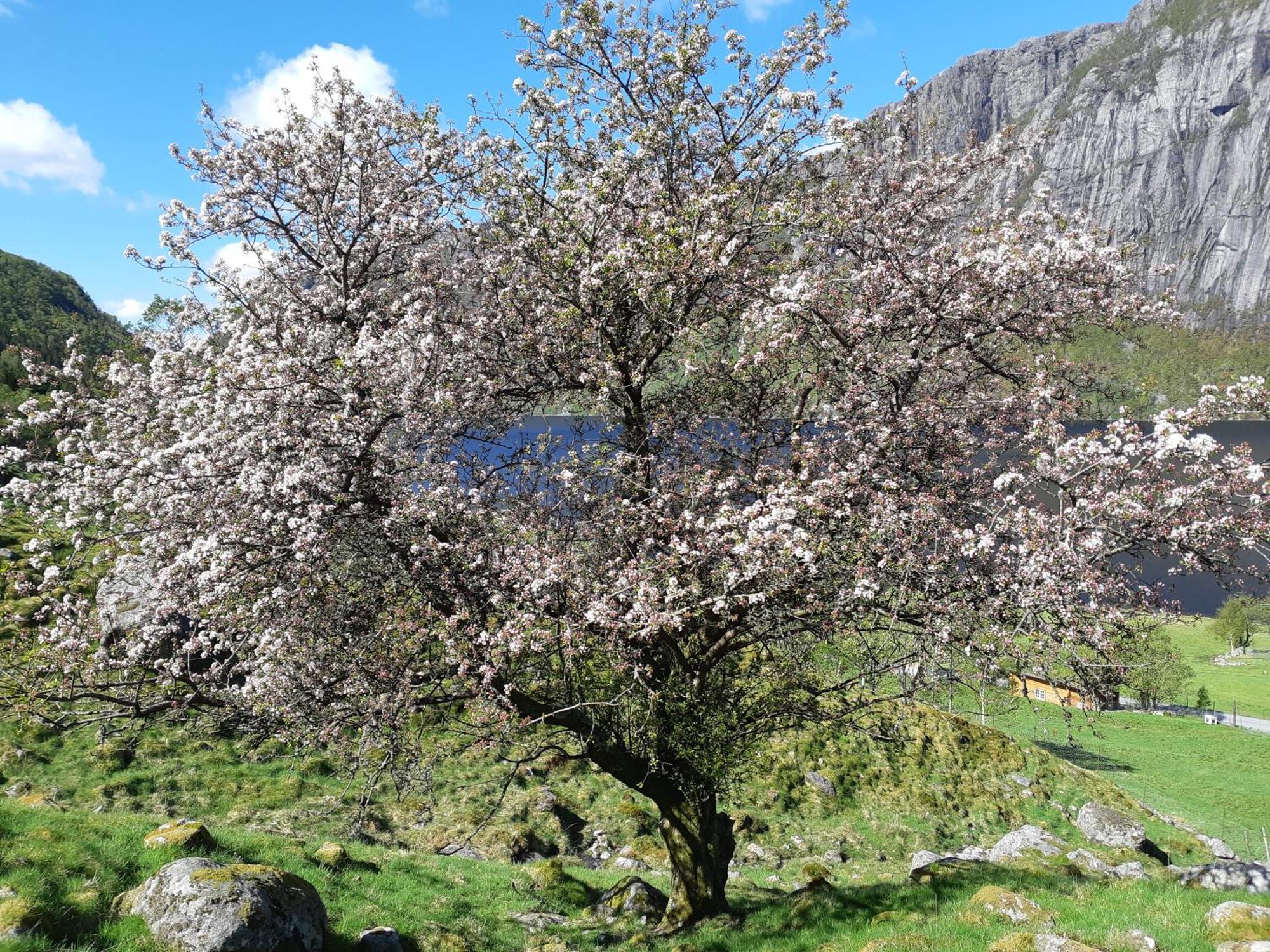 Hytte Ved Preikestolen Forsand Exterior foto